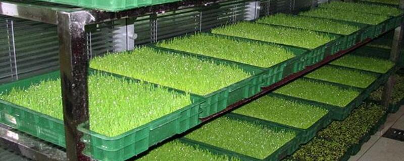 芽苗菜如何种植 芽苗菜的种植方法及图片