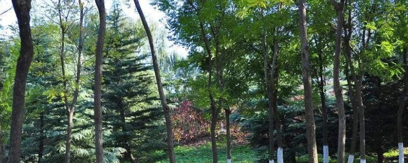 冬天大树怎样防冻 冬天大树怎样防冻保暖