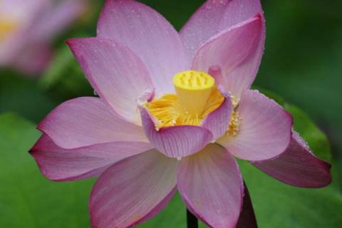 芙蕖和荷花的区别