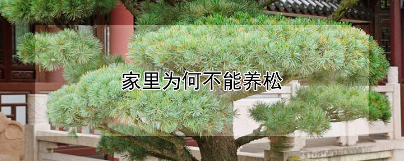 家里为何不能养松（家里为何不能养松树）