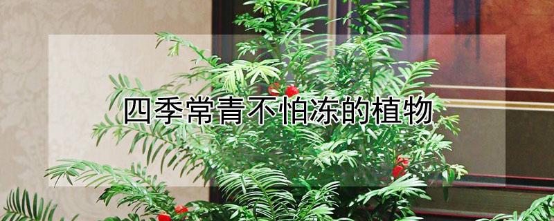 四季常青不怕冻的植物 四季常青不怕冻的植物长藤