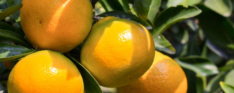 秋冬应季水果都有什么 秋冬应季水果都有什么水果