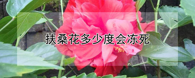 扶桑花多少度会冻死（扶桑花多少度会冻死掉）