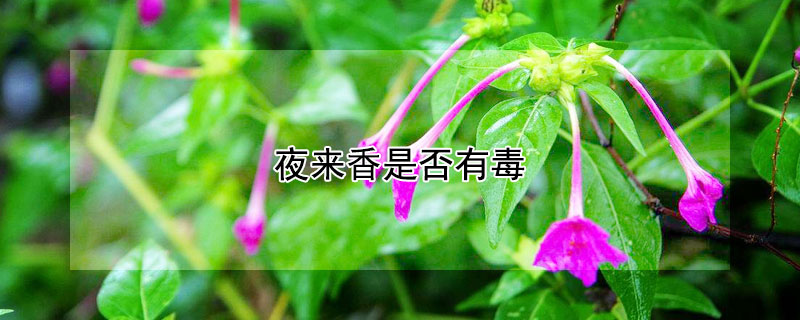 夜来香是否有毒 夜来香的香气有毒吗