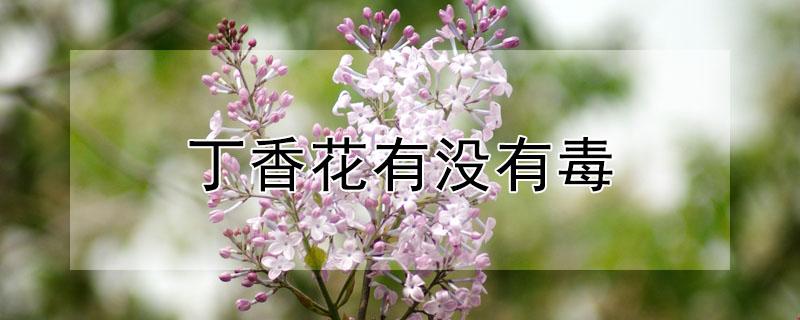 丁香花有没有毒 丁香花有没有毒?
