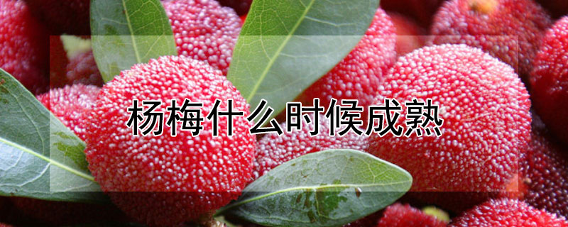 杨梅什么时候成熟 仙居东魁杨梅什么时候成熟