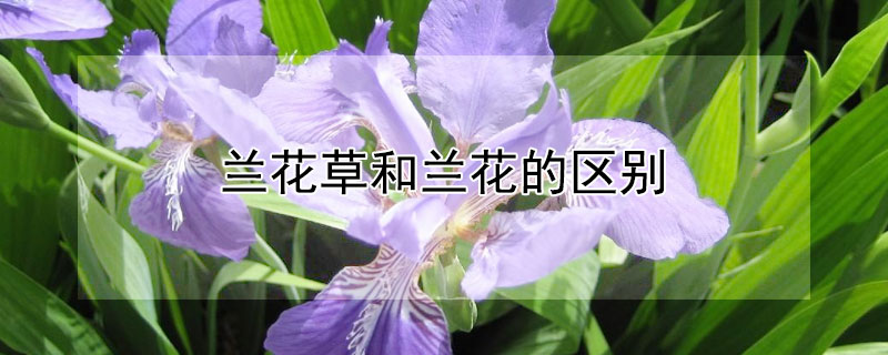 兰花草和兰花的区别 兰花草与兰花区别