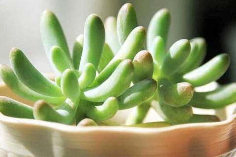 八千代多肉叶子全掉了