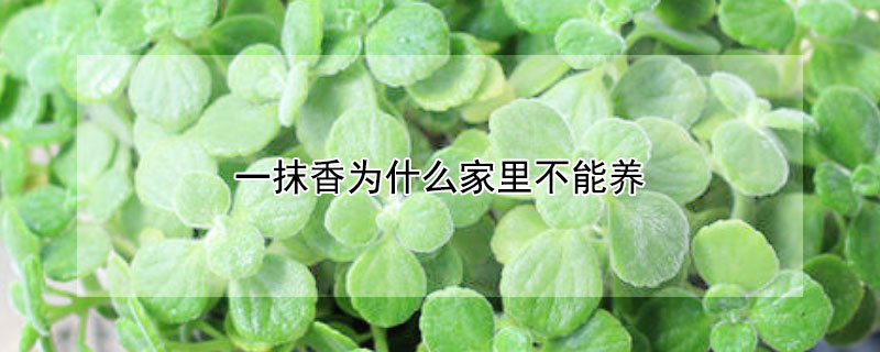 一抹香为什么家里不能养 一抹香可以水养吗