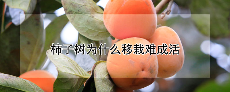 柿子树为什么移栽难成活 柿子树移栽成活率高吗