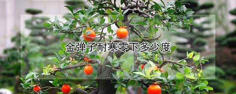 金弹子耐寒零下多少度 金弹子能耐零下多少度