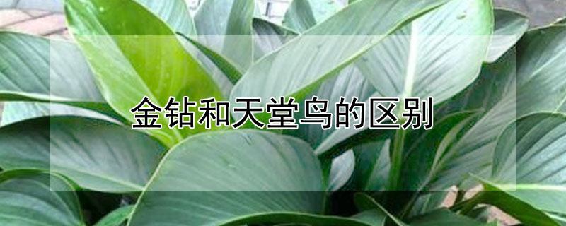 金钻和天堂鸟的区别（金钻和天堂鸟的区别是什么）