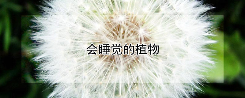会睡觉的植物（叶子会睡觉的植物）