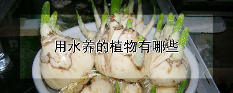 用水养的植物有哪些 水养的植物有哪些?