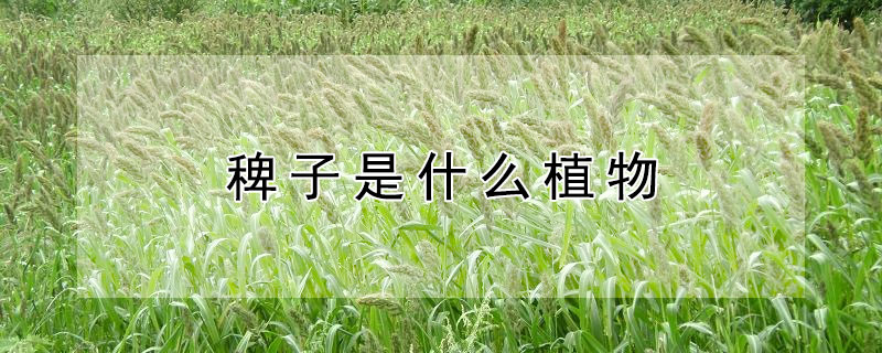稗子是什么植物（稗子是什么植物鸟爱吃吗）