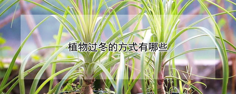 植物过冬的方式有哪些（植物过冬的方式有哪些20种）