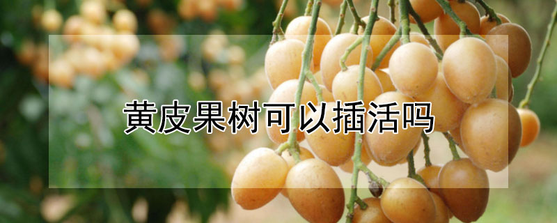 黄皮果树可以插活吗 黄皮果树可以插活吗
