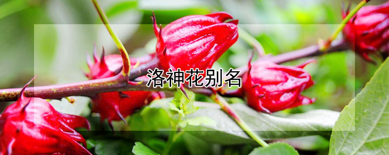 洛神花别名 洛神花别名是什么