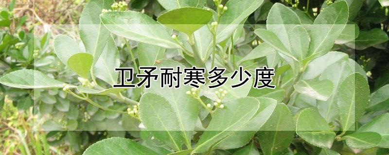 卫矛耐寒多少度（火焰卫矛耐寒多少度）