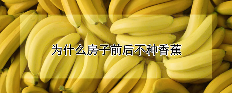 为什么房子前后不种香蕉 为什么房前屋后不能种香蕉