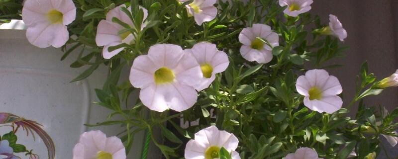 舞春花为什么枯萎 舞春花为什么枯萎了