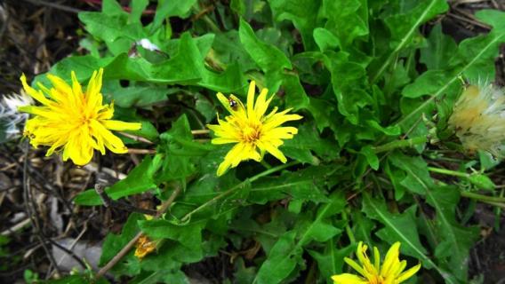 种子传播的方法（种子传播的方法有几种）