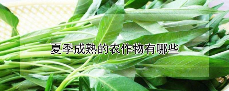 夏季成熟的农作物有哪些（夏季成熟的农作物有哪些图片）