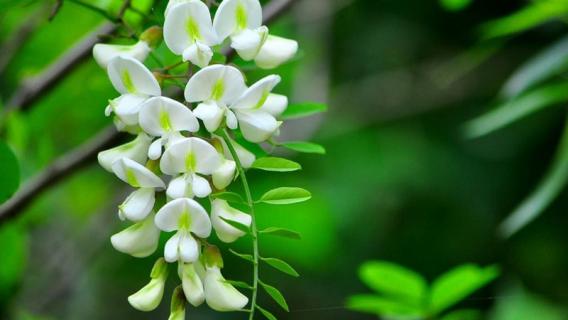 槐花几时开（槐花几时开是哪个地方的民歌）