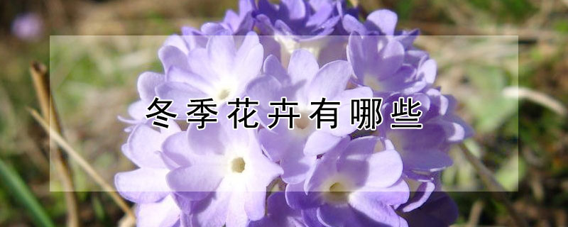 冬季花卉有哪些（冬季花卉有哪些种类图片）