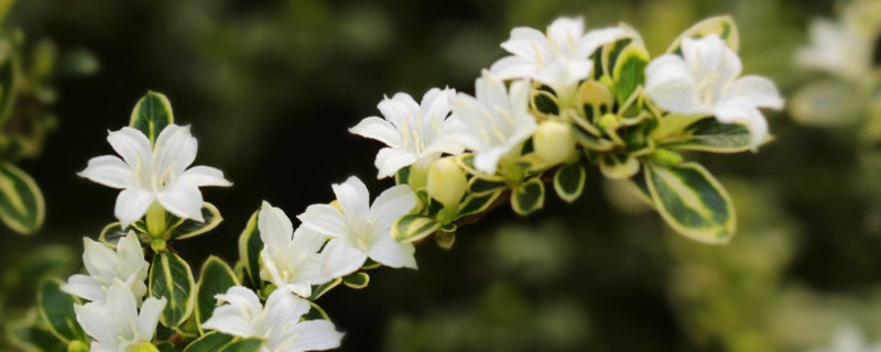 六月雪和黄杨有什么区别 六月雪与黄杨区别