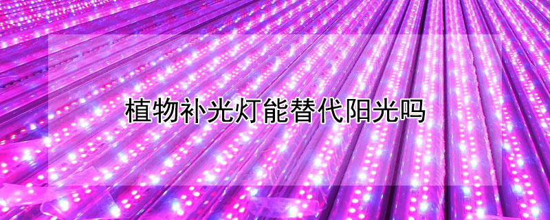 植物补光灯能替代阳光吗（植物补光可以用日光灯吗）