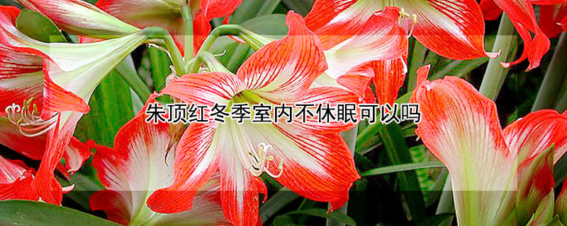 朱顶红冬季室内不休眠可以吗（冬天怎么养护朱顶红）