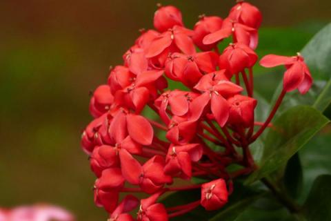 不长虫的盆栽植物