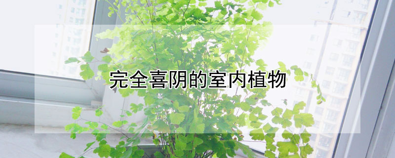 完全喜阴的室内植物 完全喜阴的室内植物名称和图片