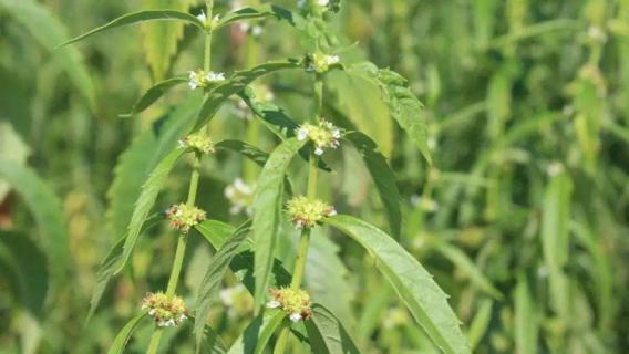 银条是什么植物（银条是什么植物的根）