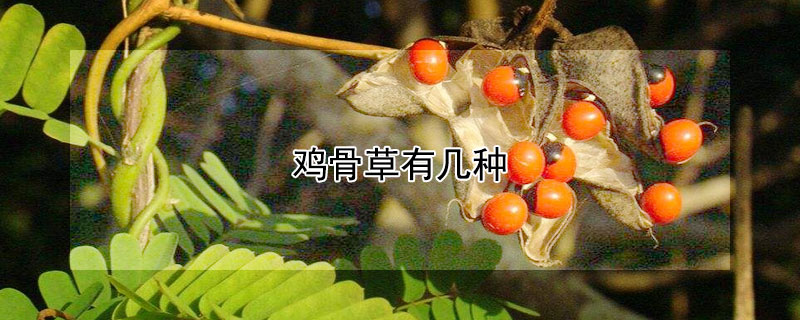 鸡骨草有几种 鸡骨草有几种黑子