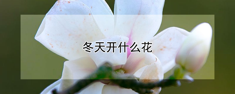 冬天开什么花 冬天开什么花?