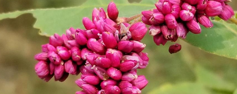 花蓼是什么植物 蓼属植物有哪些