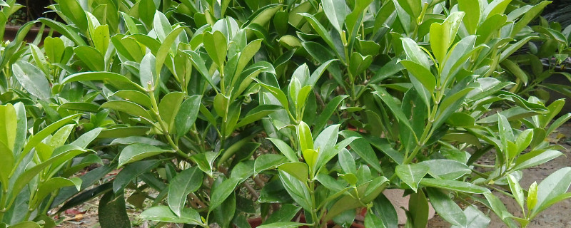 华灰莉木怎么繁殖（灰莉怎样繁殖）