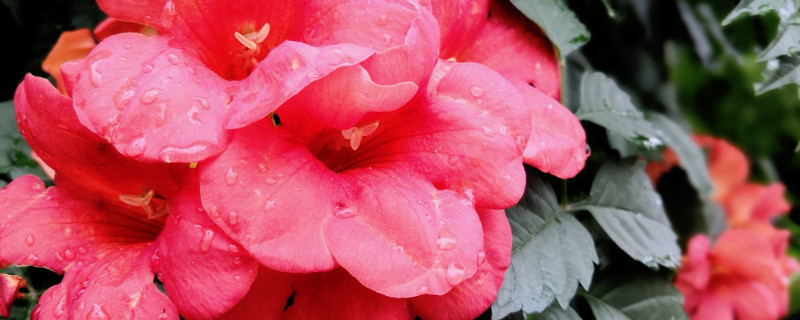 凌霄花怎么搭架子（凌霄花用搭架子吗）