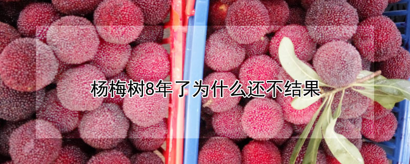 杨梅树8年了为什么还不结果 杨梅树8年了为什么还不结果不开花