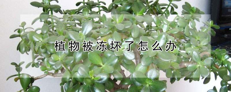 植物被冻坏了怎么办 植物被冻伤了怎么办