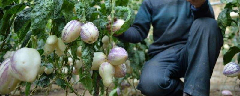 人参果为什么叫人参果（人参果还叫什么果）