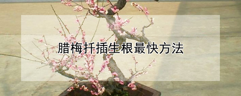 腊梅扦插生根最快方法（腊梅扦插时间及方法）