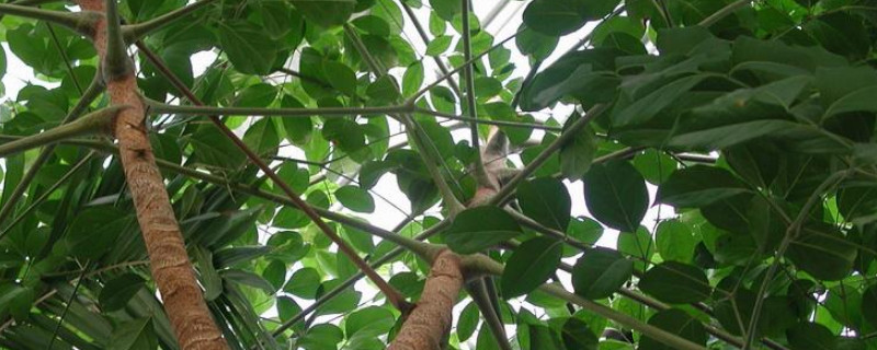 幌伞枫和幸福树的区别（幌伞树与幸福树）