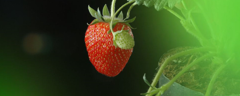 十二月有什么水果成熟（十一月有什么水果成熟）