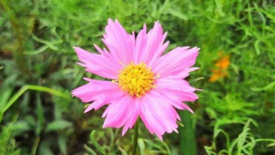 大波斯菊和格桑花区别（大波斯菊和格桑花区别图片）