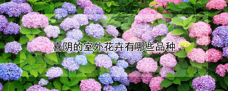 喜阴的室外花卉有哪些品种 喜阴的室外大型植物花卉有哪些