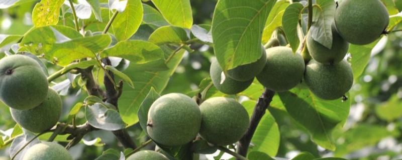 核桃树几月份嫁接最好 核桃树几月份嫁接最好吃