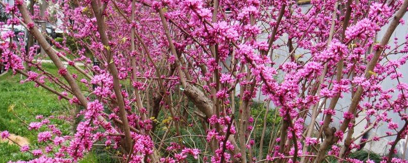 紫荆花的扦插方法和注意事项 紫荆花如何扦插